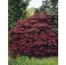 Japansk blodlönn OMNIA GARDEN Acer palmatum 'Atropurpureum' 3-pack