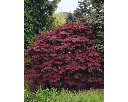 Japansk blodlönn OMNIA GARDEN Acer palmatum 'Atropurpureum' 3-pack Japansk blodlönn OMNIA GARDEN Acer palmatum 'Atropurpureum' 3-pack