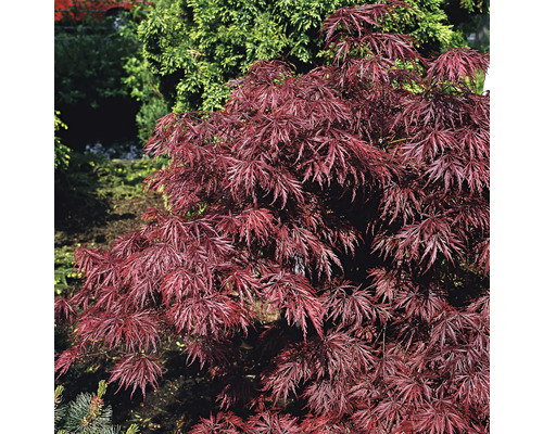 Japansk lönn med djupt skurna blad