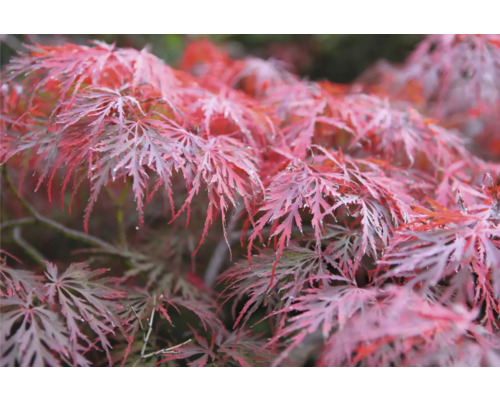 Närbild av en japansk lönn med filigranblad