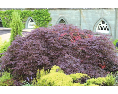 Japansk lönn i trädgården