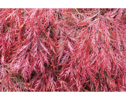 Närbild av en japansk lönn med filigranblad