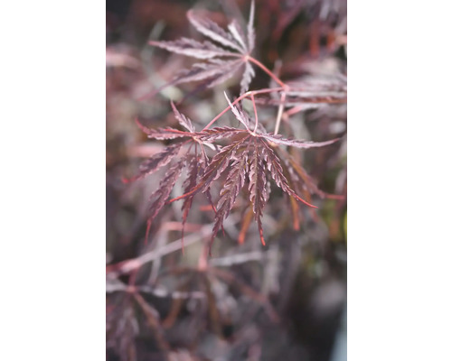 Närbild av japanska lönnlöv