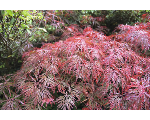 Närbild av en japansk lönn med filigranblad i trädgården.