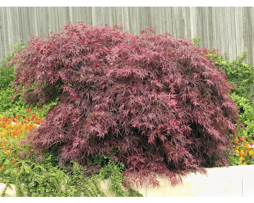 Japansk fliklönn OMNIA GARDEN Acer palmatum 'Garnet' 1-pack