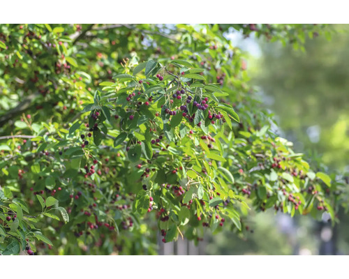 Bärhäggmispel med mogna bär och gröna blad