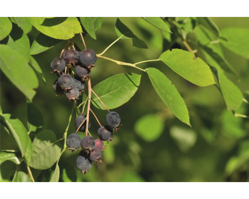Bärhäggmispelfrukter och gröna blad