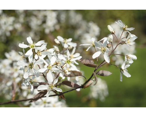 Träd med vita blommor i detalj