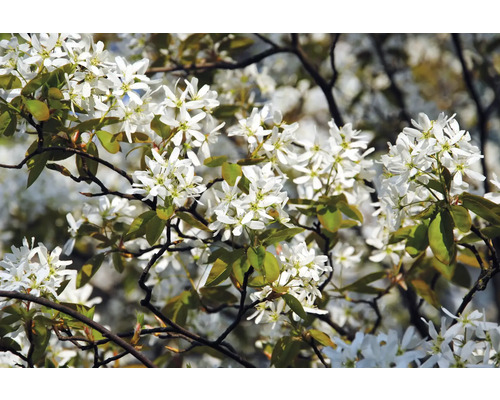 Prakthäggmispel OMNIA GARDEN Amelanchier lamarckii 1-pack