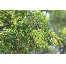 Prakthäggmispel OMNIA GARDEN Amelanchier lamarckii 3-pack