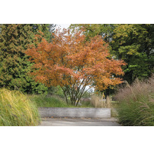 Prakthäggmispel OMNIA GARDEN Amelanchier lamarckii 3-pack