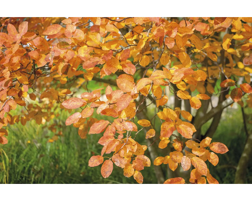 Träd med orangefärgade blad under hösten