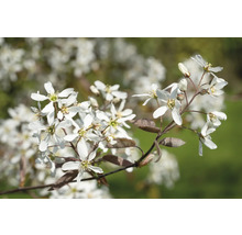 Prakthäggmispel OMNIA GARDEN Amelanchier lamarckii 3-pack