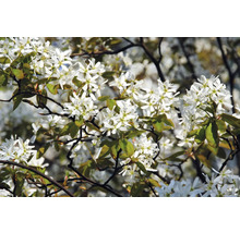 Prakthäggmispel OMNIA GARDEN Amelanchier lamarckii 5-pack