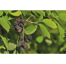 Prakthäggmispel OMNIA GARDEN Amelanchier lamarckii 10-pack