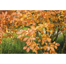 Prakthäggmispel OMNIA GARDEN Amelanchier lamarckii 10-pack