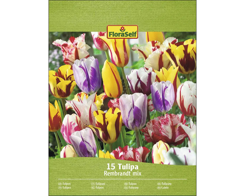 Förpackning tulpaner Rembrandt mix från FloraSelf med 15 lökar