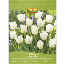 FloraSelf Triumph vita tulpaner, 12 stycken