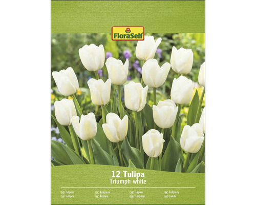FloraSelf Triumph vita tulpaner, 12 stycken