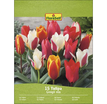 FloraSelf Tulpanmix Greigii, 15-pack