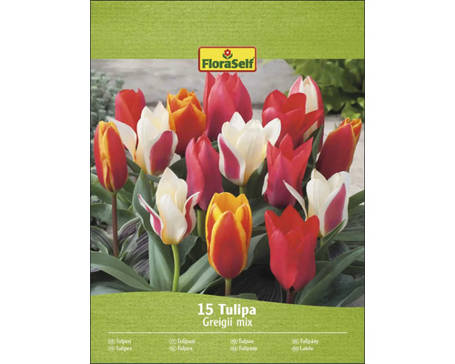 FloraSelf Tulpanmix Greigii, 15-pack