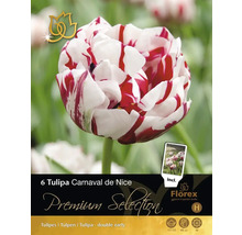 Förpackning med sex tulpanlökar Tulipa Carnaval de Nice