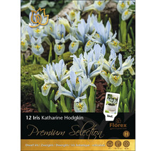 12 Iris Katharine Hodgkin lökar