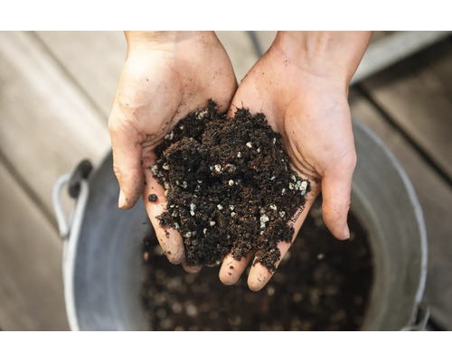 Händer håller blomjord med perlit framför en hink.