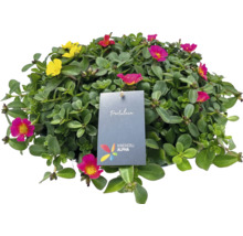 Portulaca krukväxt med blommor