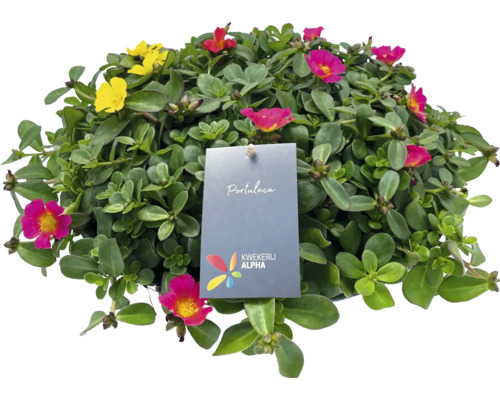 Portulaca krukväxt med blommor