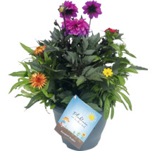 Balkongväxtmix FLORASELF Bouquet Buffet Mix krukstorlek Ø26cm
