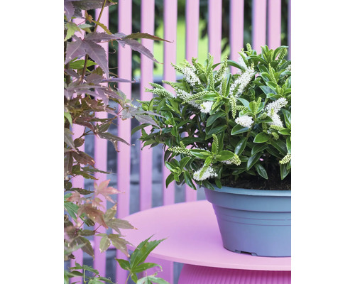 På bilden visas en Hebe-växt i en kruka på ett bord, med en japansk lönn i bakgrunden.