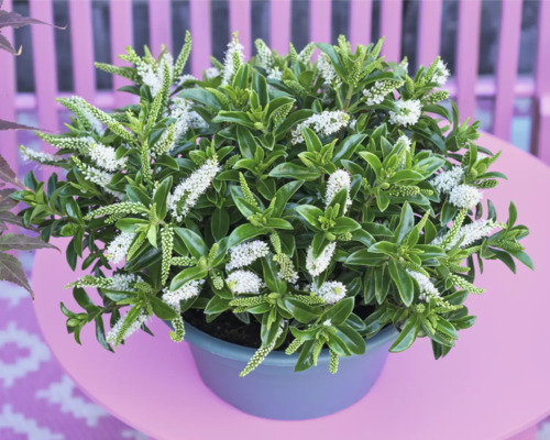 Hebe odlad i kruka med gröna blad och vita blommor