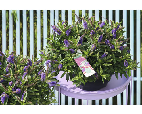 Blommande Hebe i kruka på ett bord