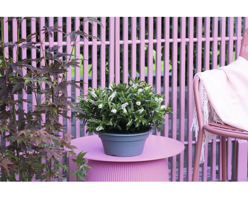 Scen med krukväxt med vita blommor, lönnträd och trädgårdsmöbler.