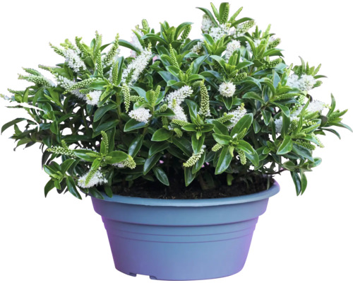 Hebe-buske med vita blommor i kruka