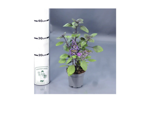 Krukväxtbasilika med fjärilsetikett i en grå kruka