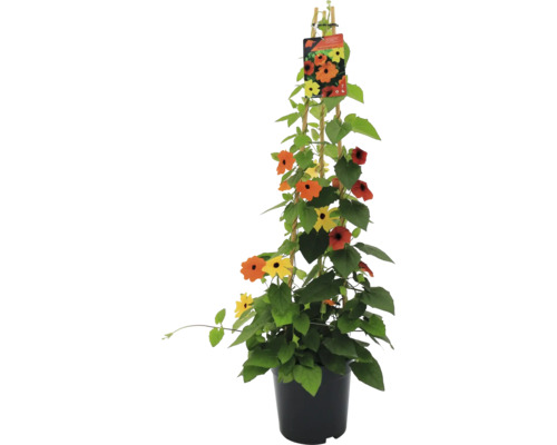 Svartöga FLORASELF Thunbergia alata 30-50xØ19cm trefärgad