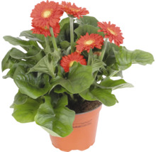 Gerbera växt i kruka med röda blommor och gröna blad