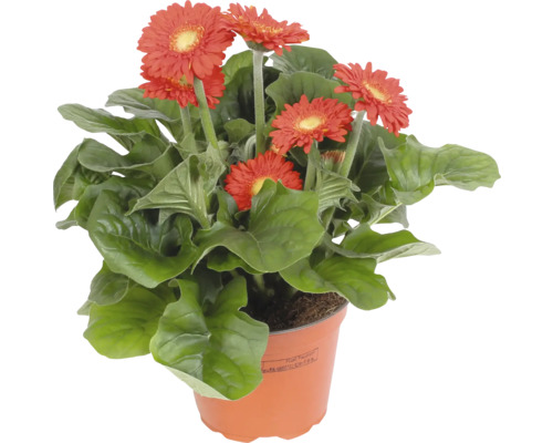 Gerbera växt i kruka med röda blommor och gröna blad