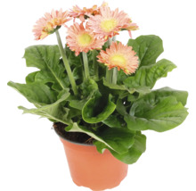 Gerbera växt i kruka med blad