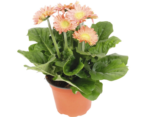 Gerbera växt i kruka med blad