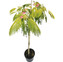 Silkesört i kruka med blad och blommor