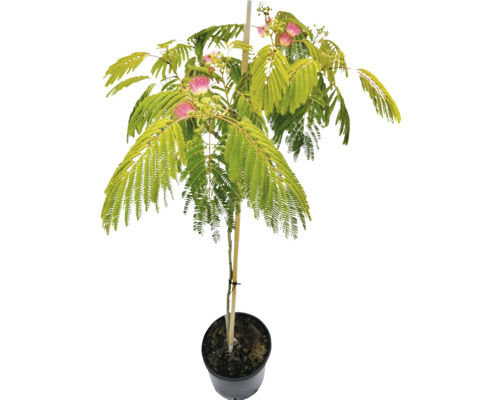 Silkesträd stammad FLORASELF Albizia julibrissin 'Ombrella' stamhöjd 50-70cm totalhöjd ca 80-100cm Co 7,5L Silkesträd stammad FLORASELF Albizia julibrissin 'Ombrella' stamhöjd 50-70cm totalhöjd ca 80-100cm Co 7,5L