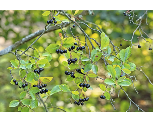 Gren av aronia med blad och bär