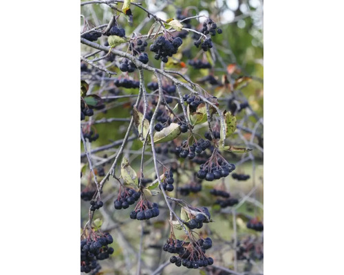 Aronia gren med mogna bär