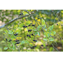 Gren av aronia med löv och frukter