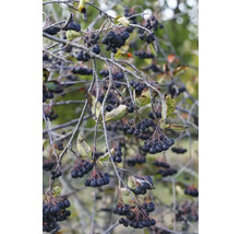 Aroniaplanta med mogna bär på grenar