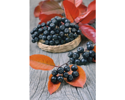 Aronia bär med blad i en korg på ett träbord.