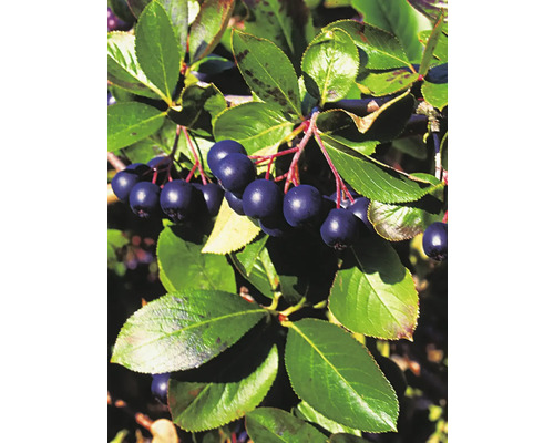 Aronia gren med löv och bär